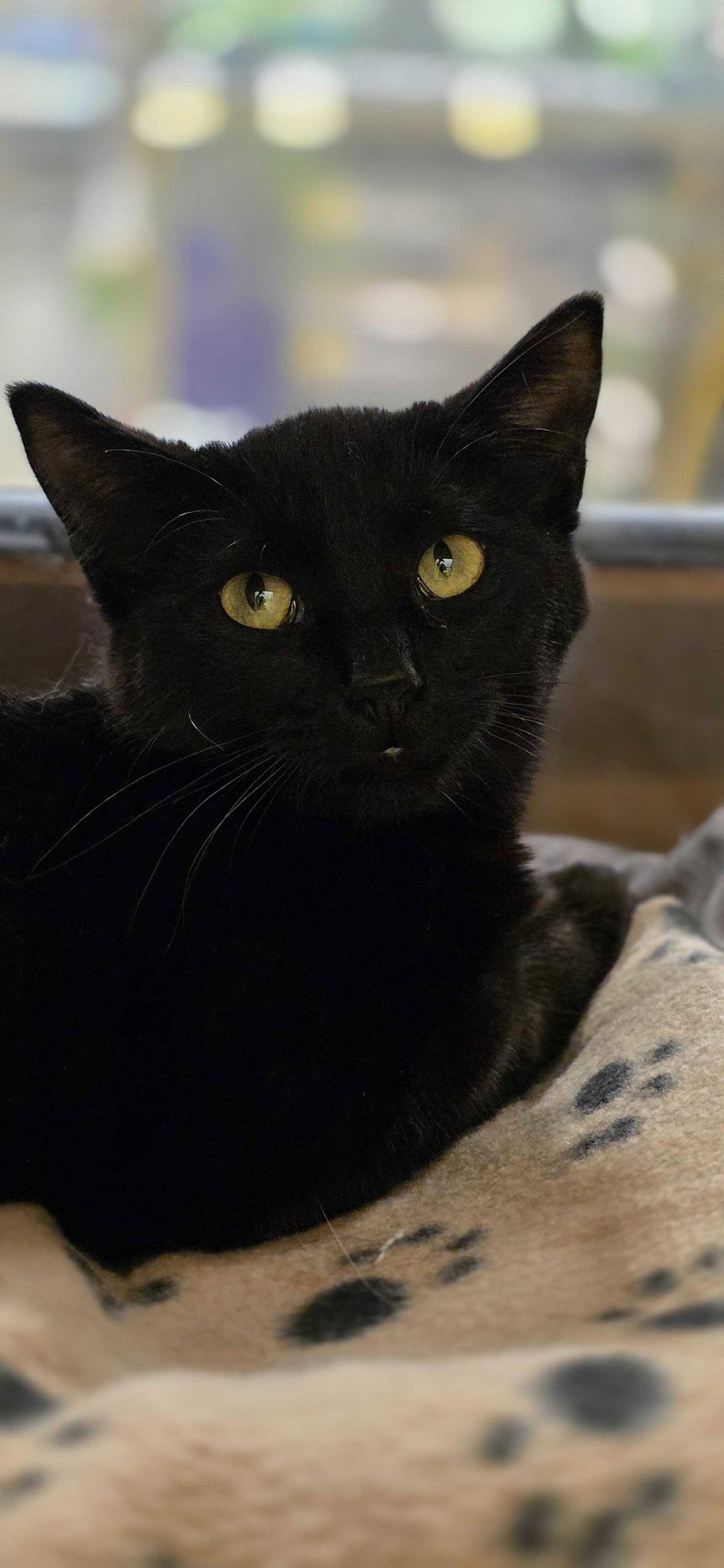 Skinny, Adoptable, Young Female Domestic Short Hair.