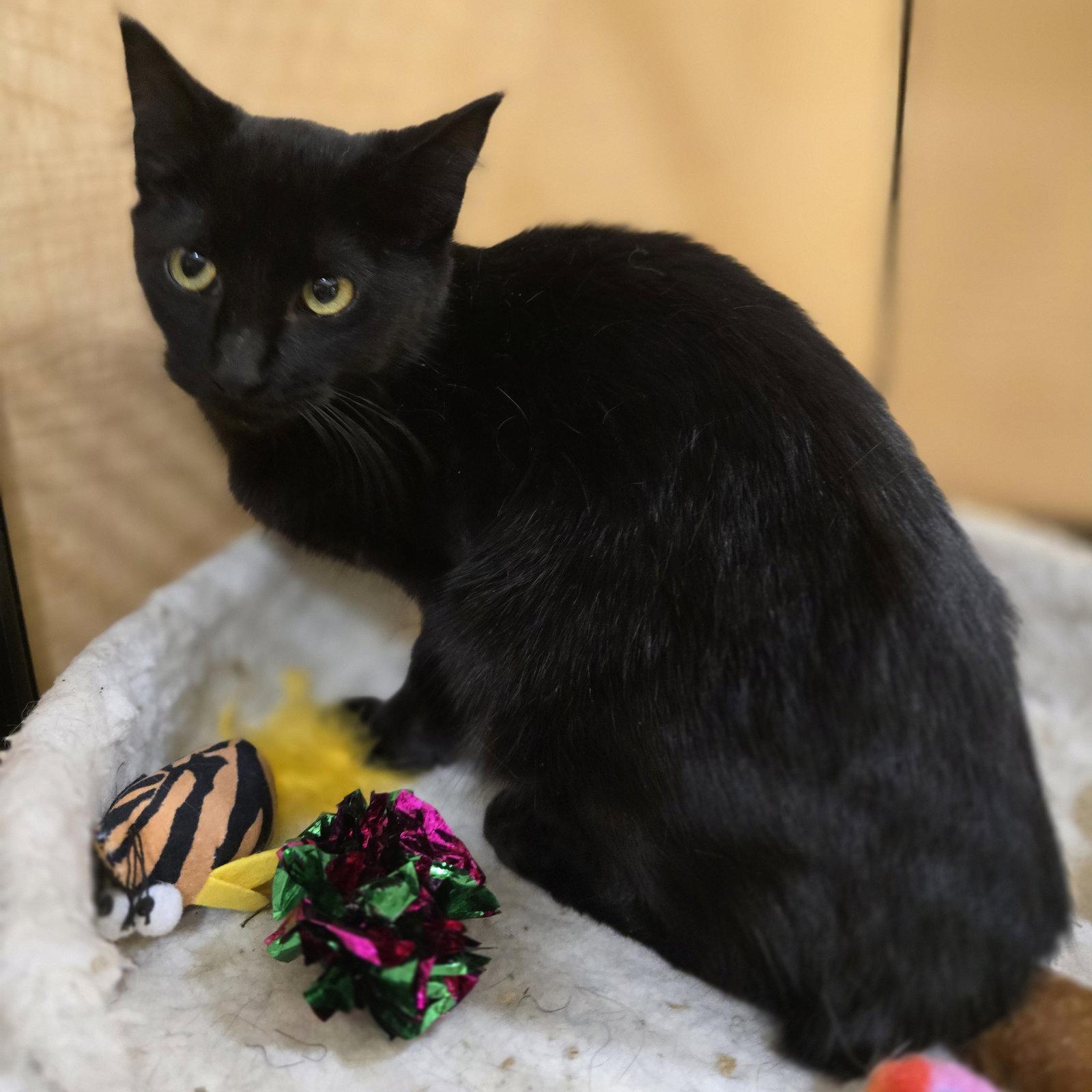 Enlarge Skinny, a Adoptable Domestic Short Hair in Rowlett, TX image 2/3