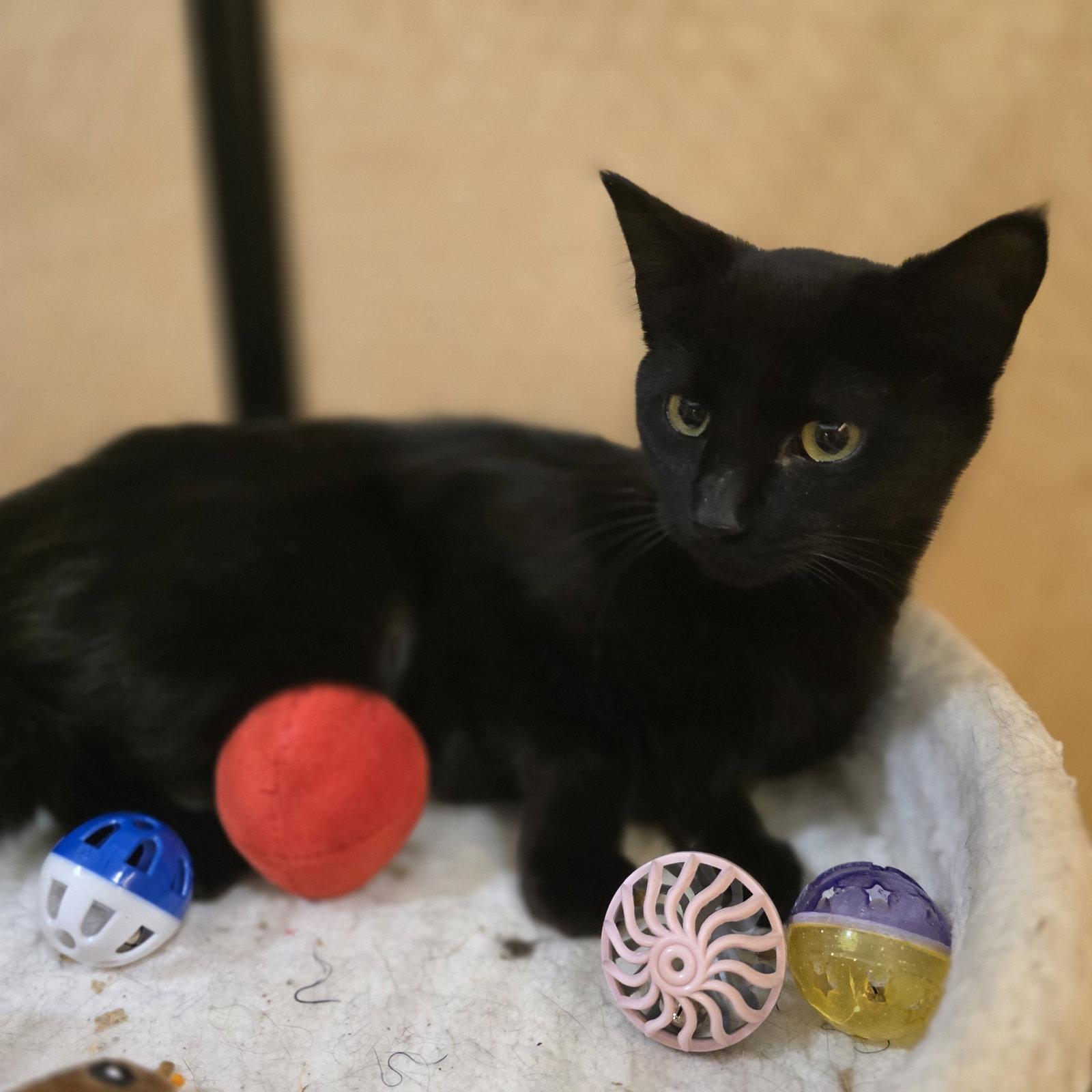 Enlarge Skinny, a Adoptable Domestic Short Hair in Rowlett, TX image 3/3