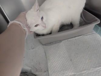 Enlarge Fatima17791G, a ADOPTABLE mixed breed in Rocky Mount, NC image 3/4