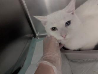 Enlarge Fatima17791G, a ADOPTABLE mixed breed in Rocky Mount, NC image 1/4