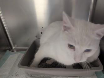 Enlarge Fatima17791G, a ADOPTABLE mixed breed in Rocky Mount, NC image 4/4