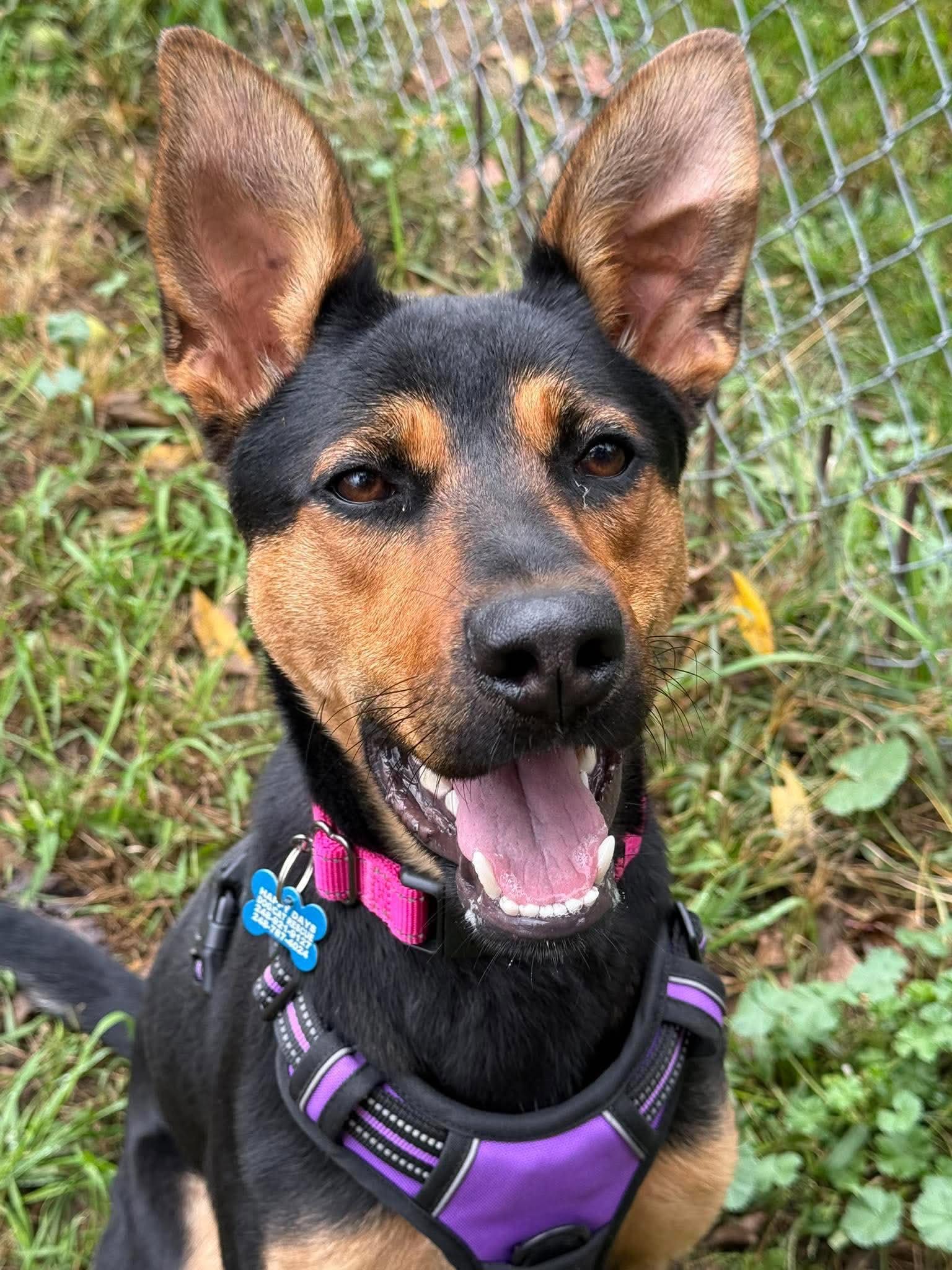 Enlarge Winnie, a Adoptable mixed breed in Livonia, MI image 1/3