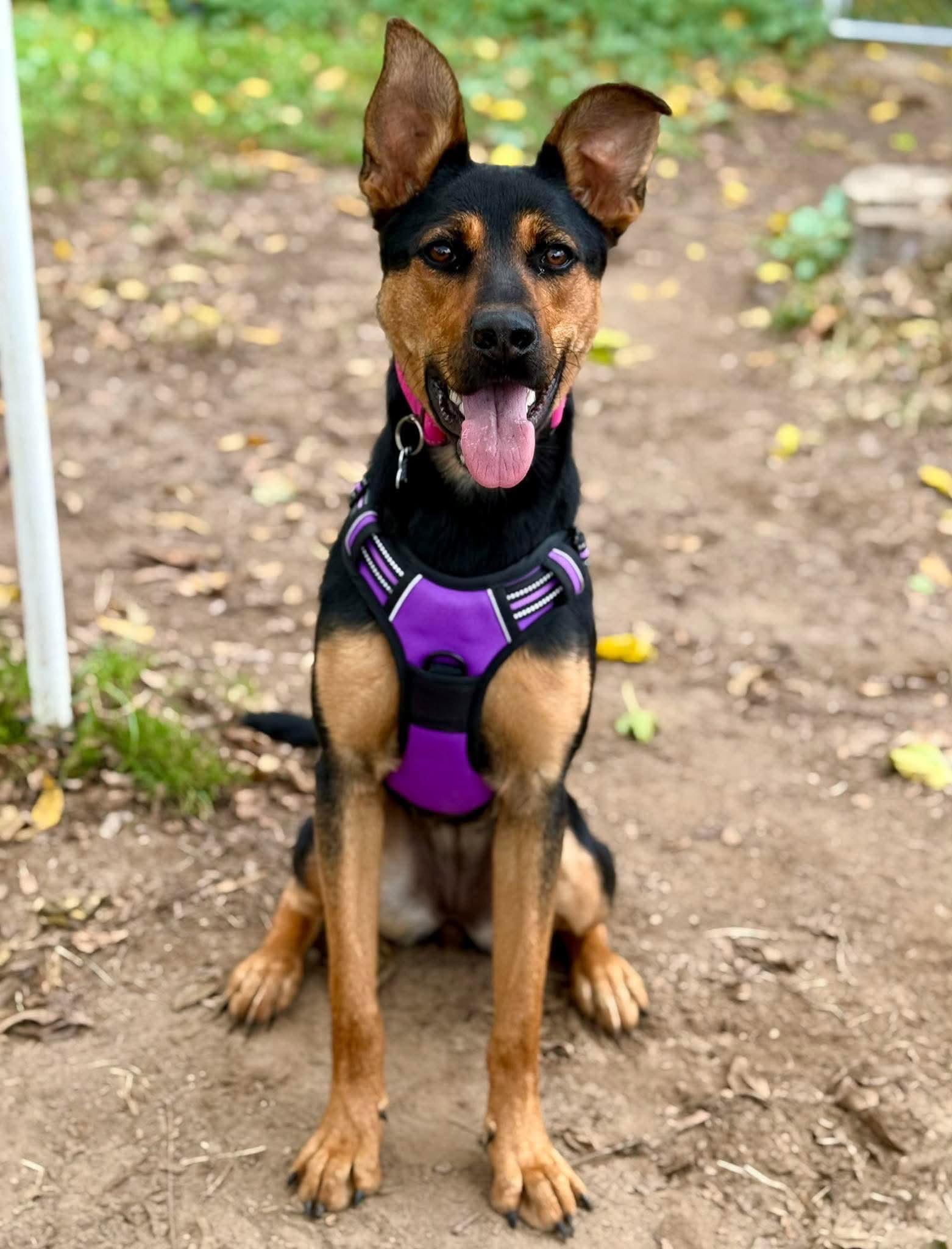 Enlarge Winnie, a Adoptable mixed breed in Livonia, MI image 2/3