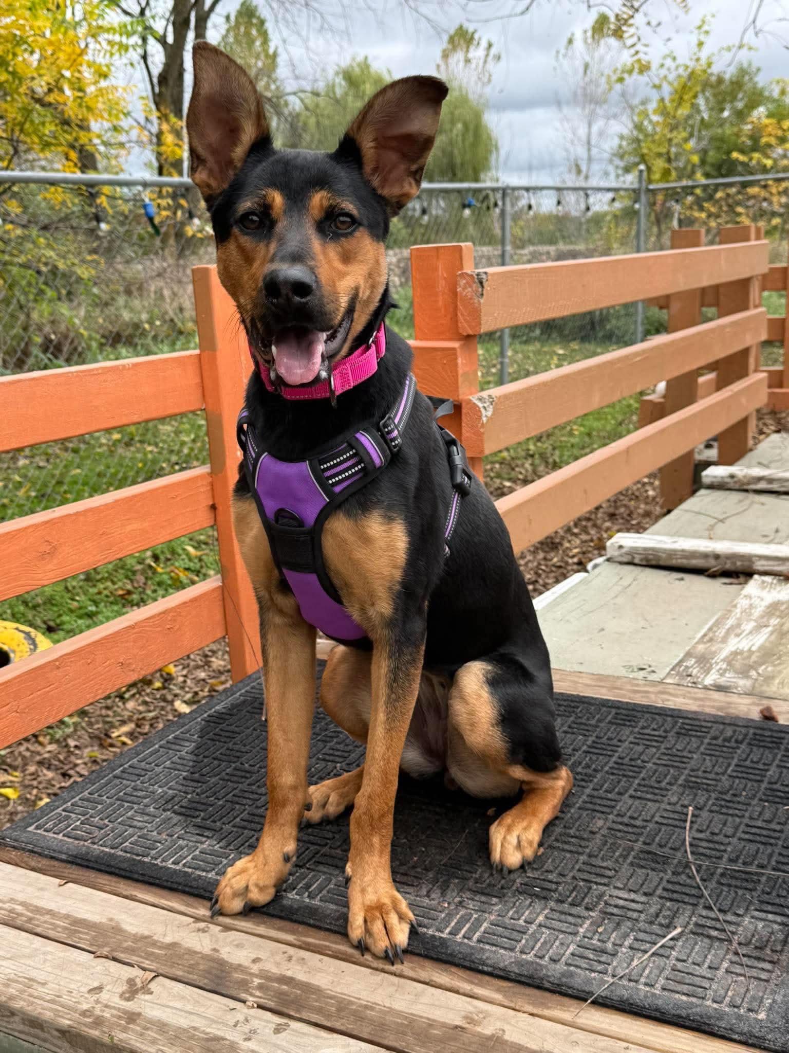 Enlarge Winnie, a Adoptable mixed breed in Livonia, MI image 3/3