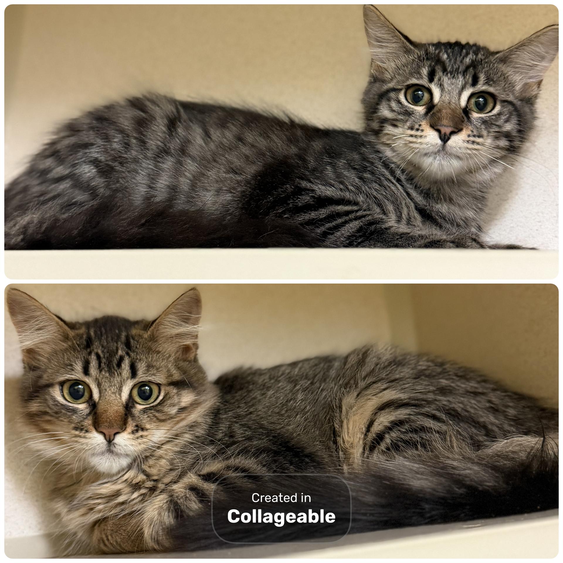 Enlarge Bear & Fawn-Bonded Pair, a Adoptable Domestic Long Hair in Hudson, NY image 1/1