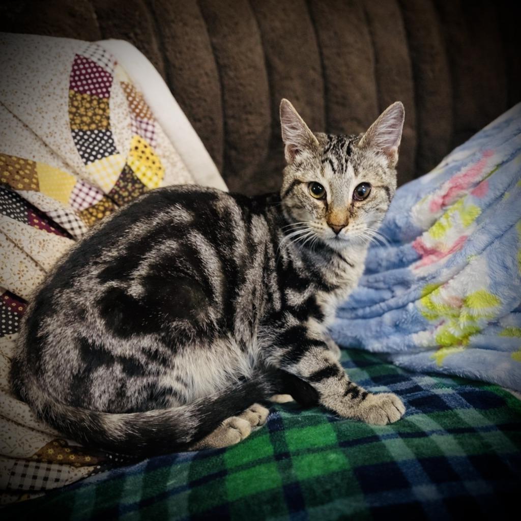 Peter, Adoptable, Young Male Domestic Short Hair.