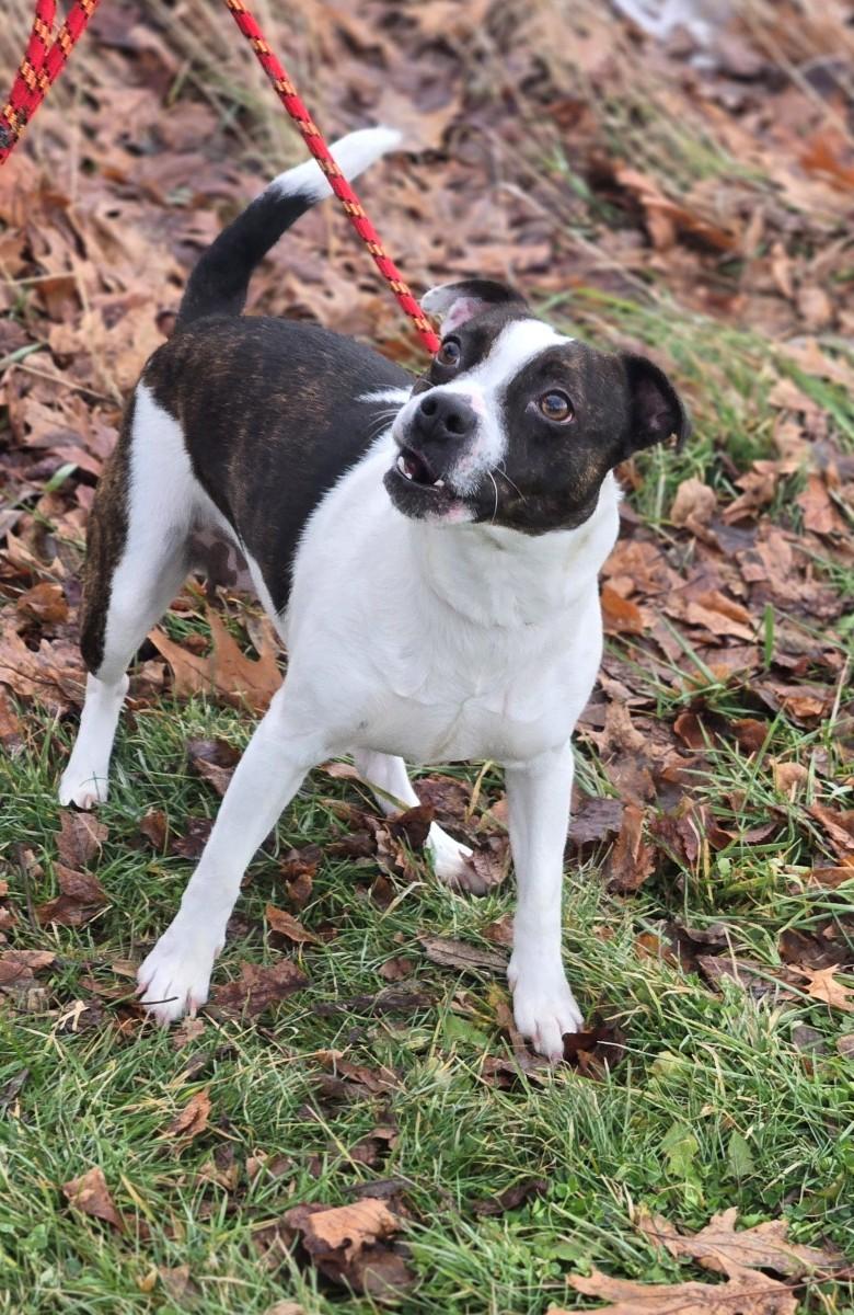 Enlarge Ginny, a ADOPTABLE mixed breed in Hamilton, ON image 2/6