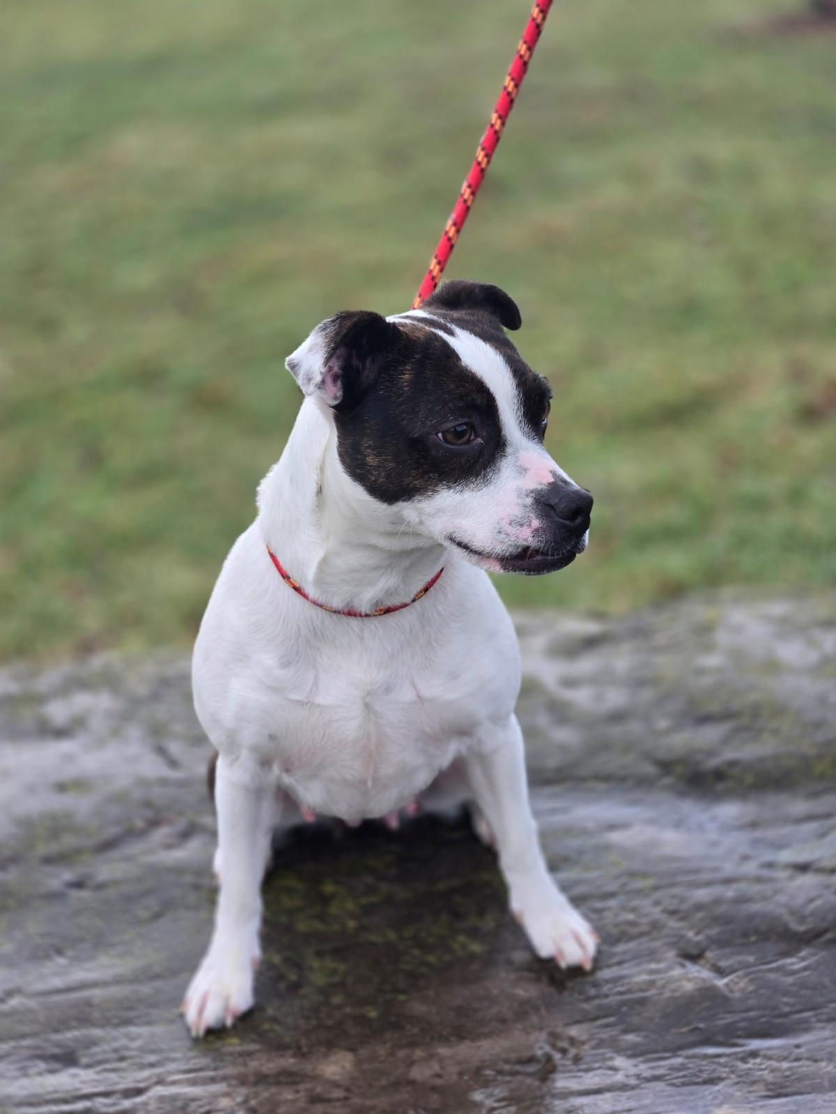 Enlarge Ginny, a ADOPTABLE mixed breed in Hamilton, ON image 6/6