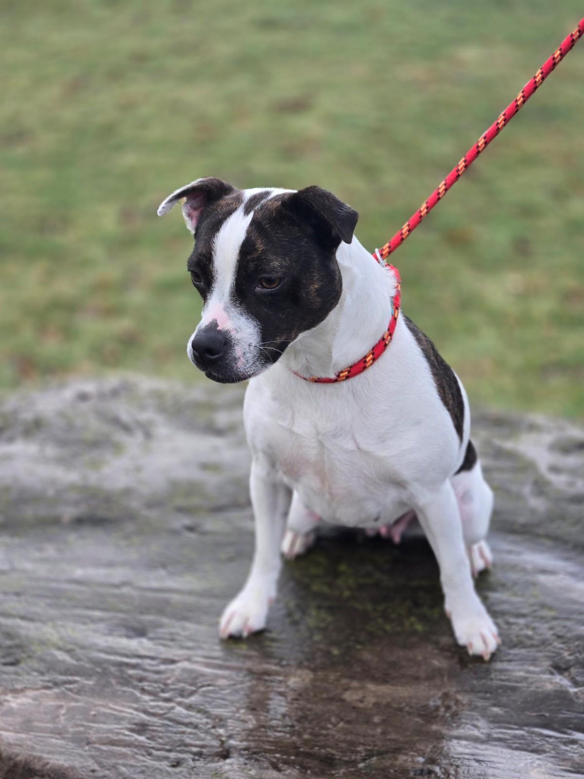 Enlarge Ginny, a ADOPTABLE mixed breed in Hamilton, ON image 3/6