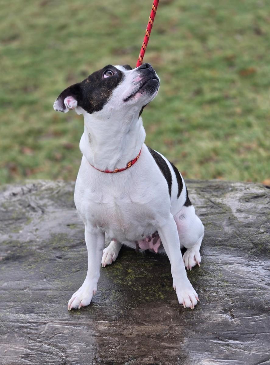 Enlarge Ginny, a ADOPTABLE mixed breed in Hamilton, ON image 5/6