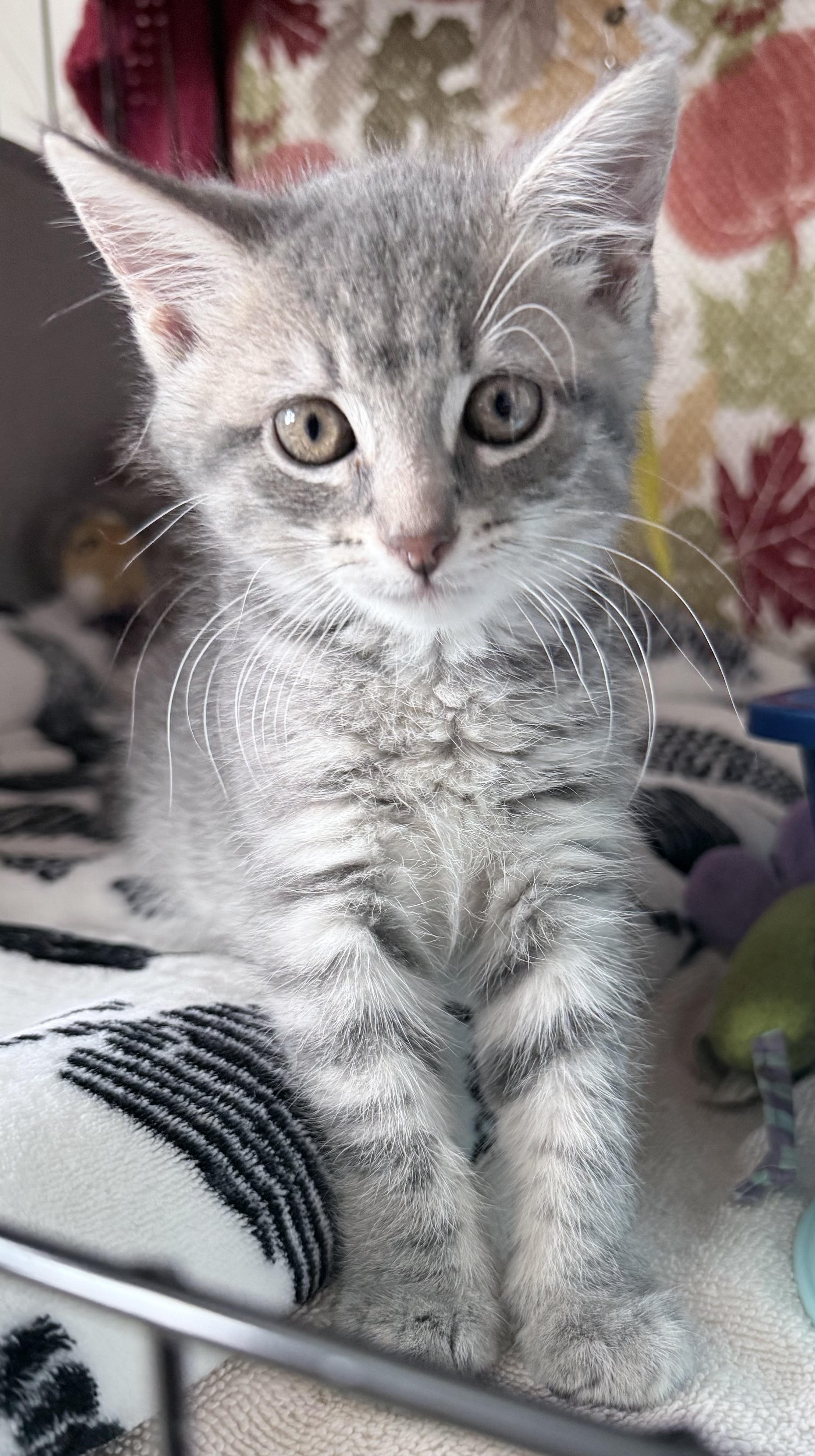 Princess, ADOPTABLE, Kitten Female Silver.