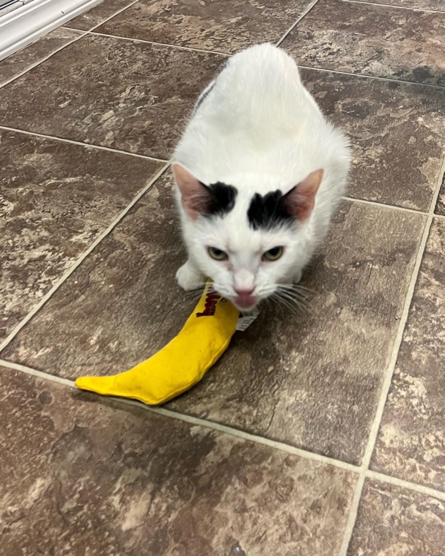 Enlarge Alexa, a Adoptable Domestic Short Hair in Mahwah, NJ image 1/8