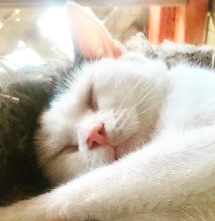 Alexa, Adoptable, Adult Female Domestic Short Hair.