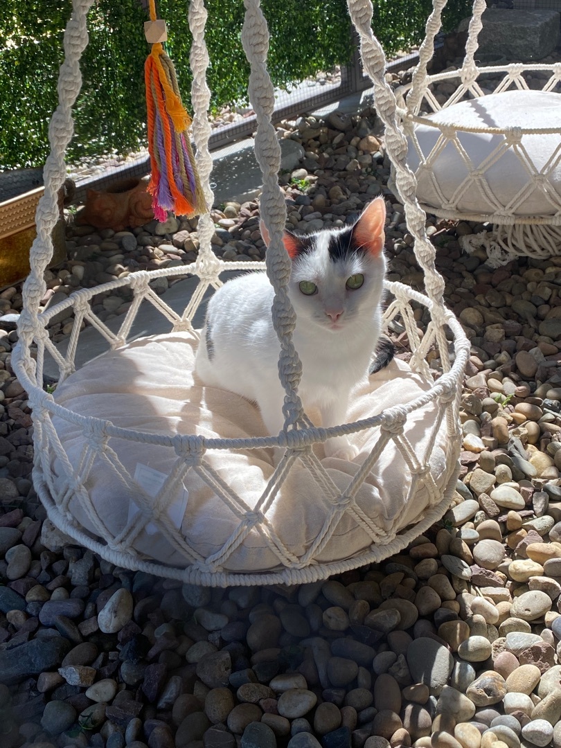 Enlarge Alexa, a Adoptable Domestic Short Hair in Mahwah, NJ image 4/8