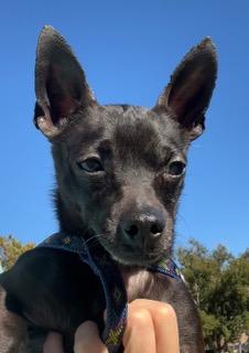 Zuko, an adopted Chihuahua in Longwood, FL image 6/6