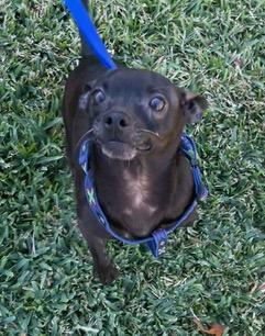 Zuko, an adopted Chihuahua in Longwood, FL image 5/6