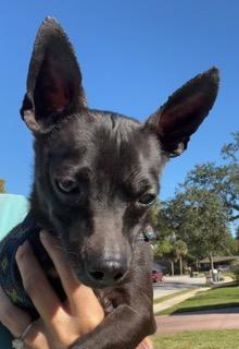 Zuko, an adopted Chihuahua in Longwood, FL image 1/6