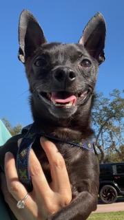 Zuko, an adopted Chihuahua in Longwood, FL image 2/6