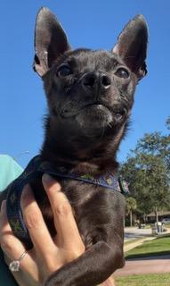 Zuko, an adopted Chihuahua in Longwood, FL image 4/6