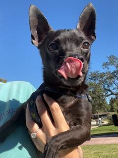 Zuko, an adopted Chihuahua in Longwood, FL image 3/6