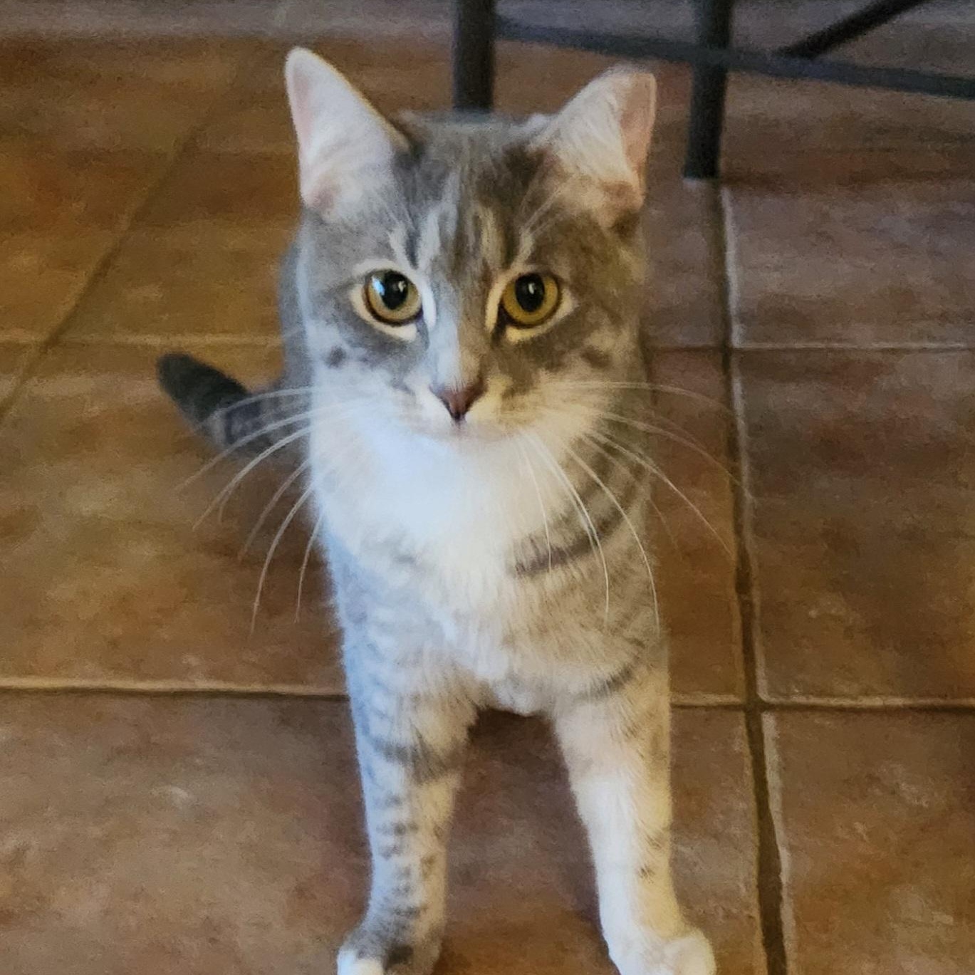 Paisley, ADOPTABLE, Adult Female Dilute Tortoiseshell & Domestic Short Hair.