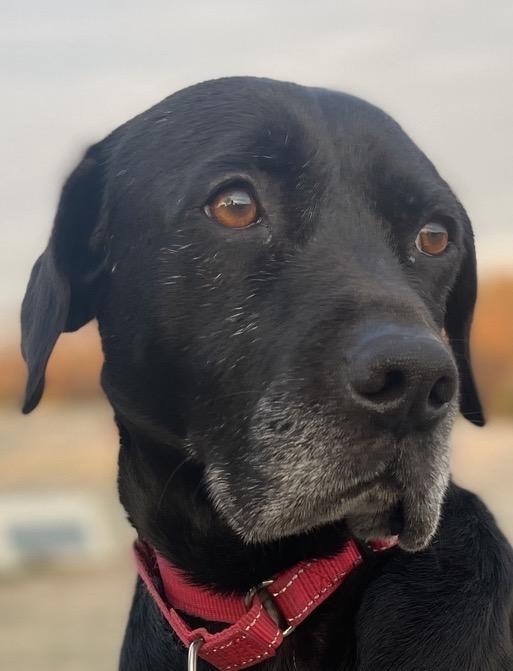 Archie, Adoptable, Adult Male Labrador Retriever.