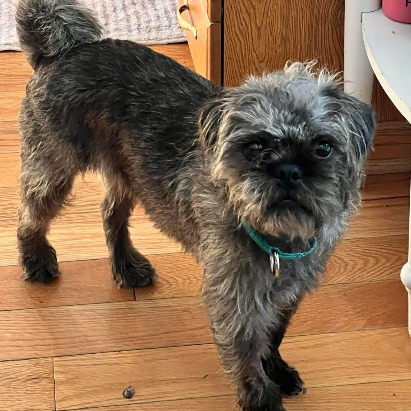 Bugsy — thumbnail 4