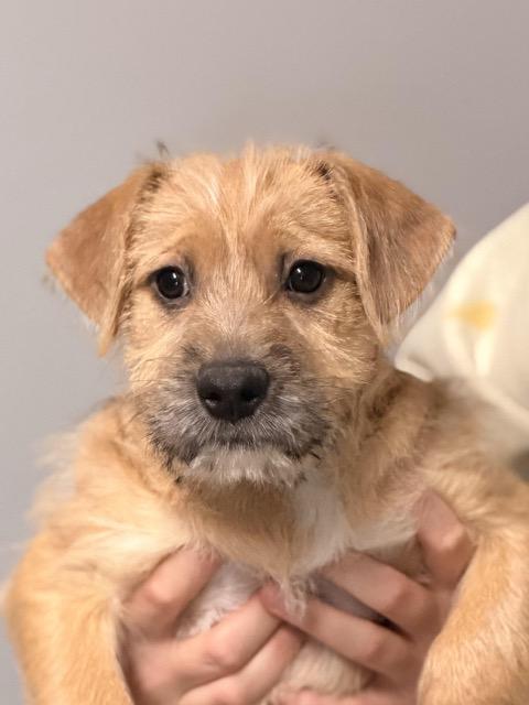 Enlarge Boise, an adopted mixed breed in Sparta, NJ image 5/6