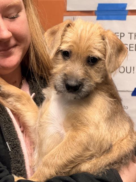 Enlarge Boise, an adopted mixed breed in Sparta, NJ image 4/6