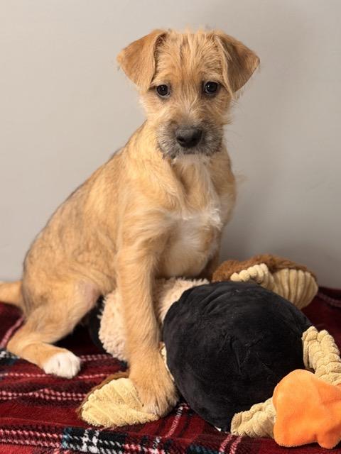 Enlarge Boise, an adopted mixed breed in Sparta, NJ image 3/6