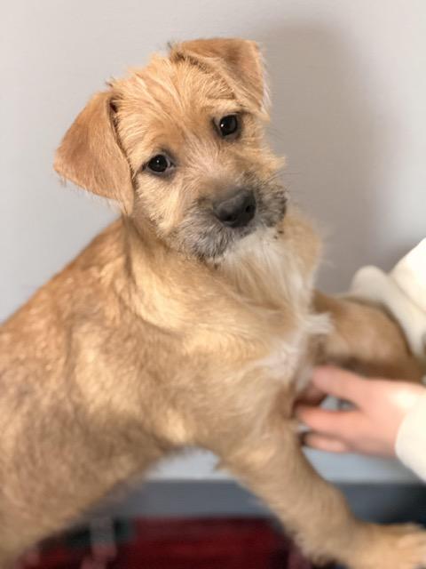 Enlarge Boise, an adopted mixed breed in Sparta, NJ image 2/6