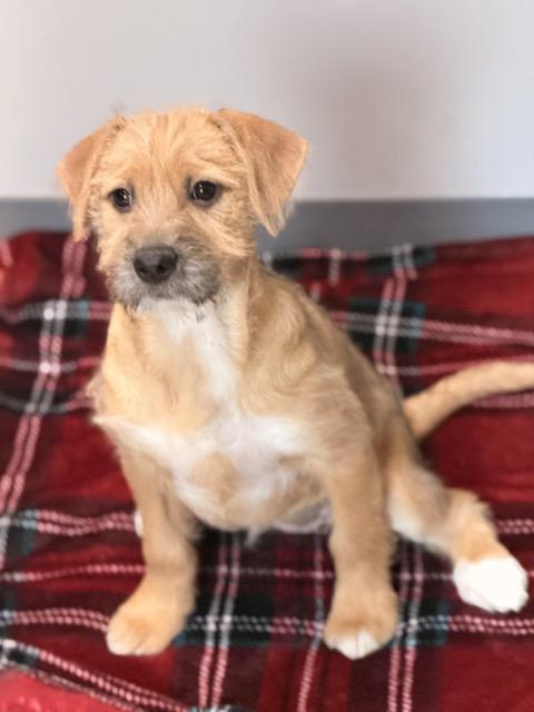 Enlarge Boise, an adopted mixed breed in Sparta, NJ image 1/6