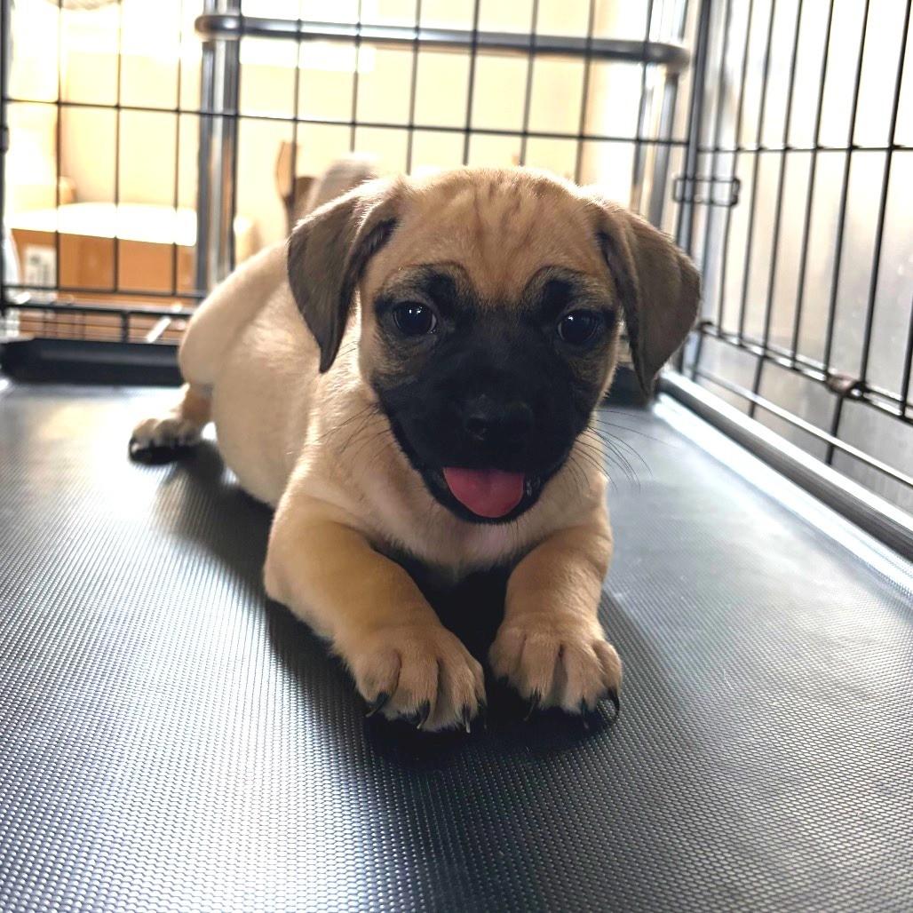 Enlarge Pug mix puppies, a Adoptable mixed breed in Danbury, CT image 1/6
