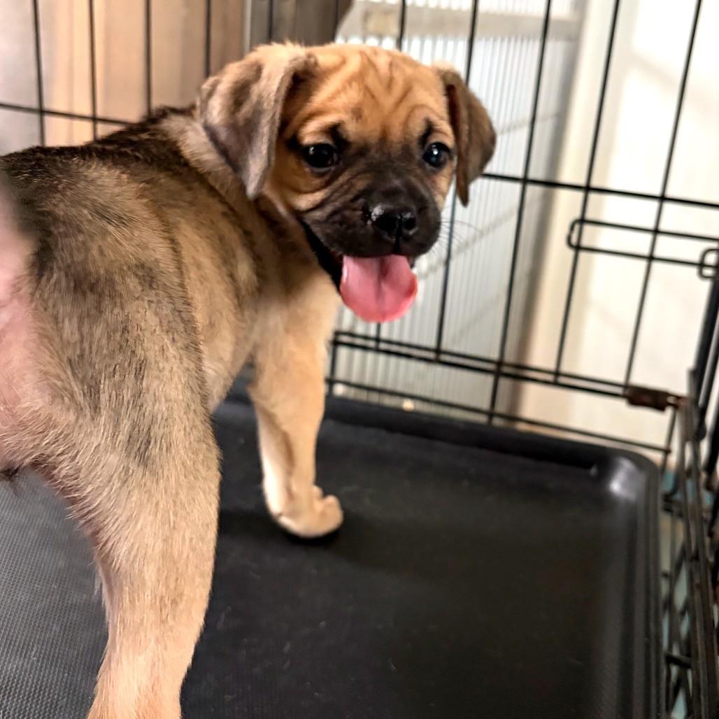 Enlarge Pug mix puppies, a Adoptable mixed breed in Danbury, CT image 6/6