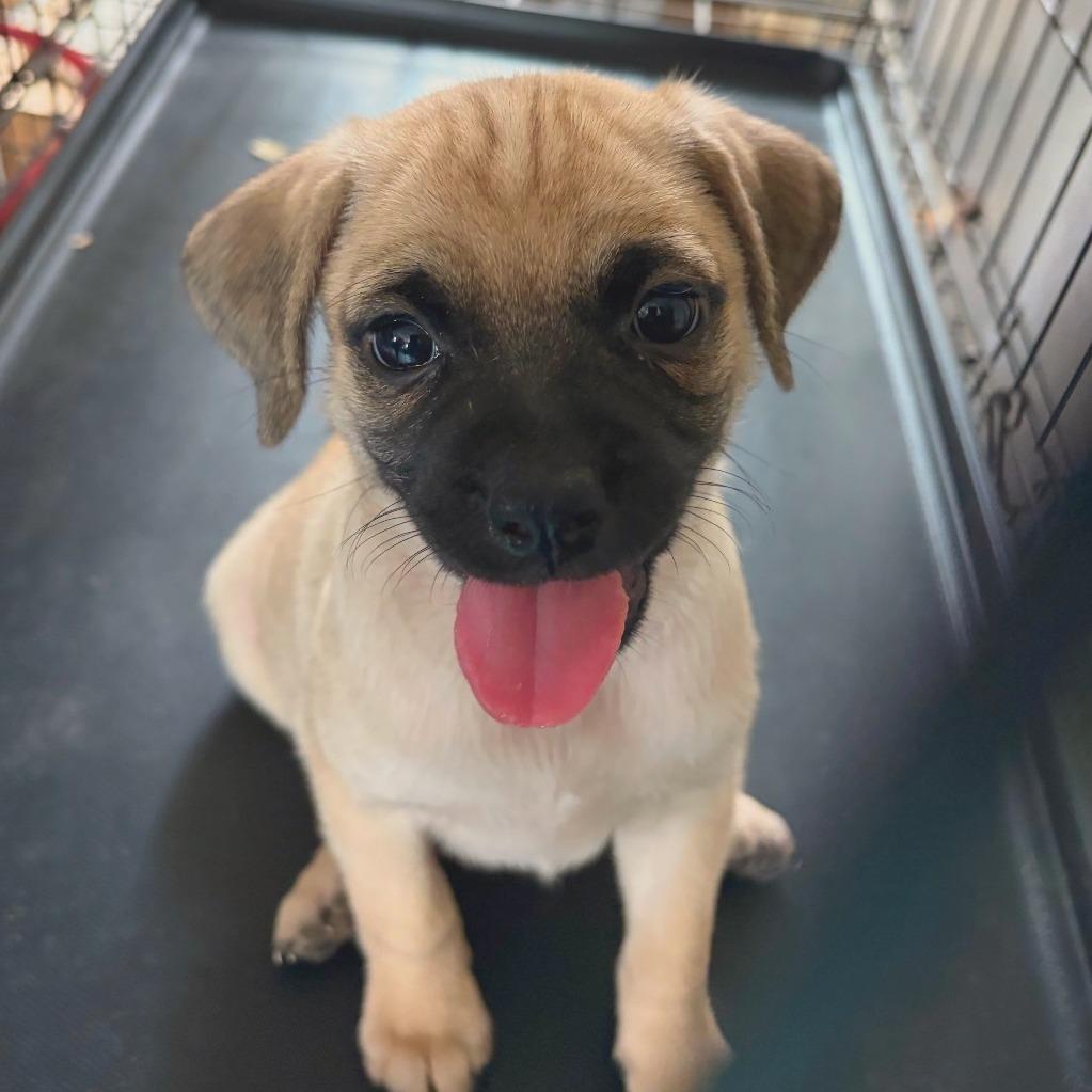 Enlarge Pug mix puppies, a Adoptable mixed breed in Danbury, CT image 4/6
