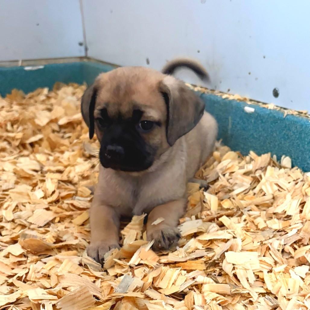 Enlarge Pug mix puppies, a Adoptable mixed breed in Danbury, CT image 5/6