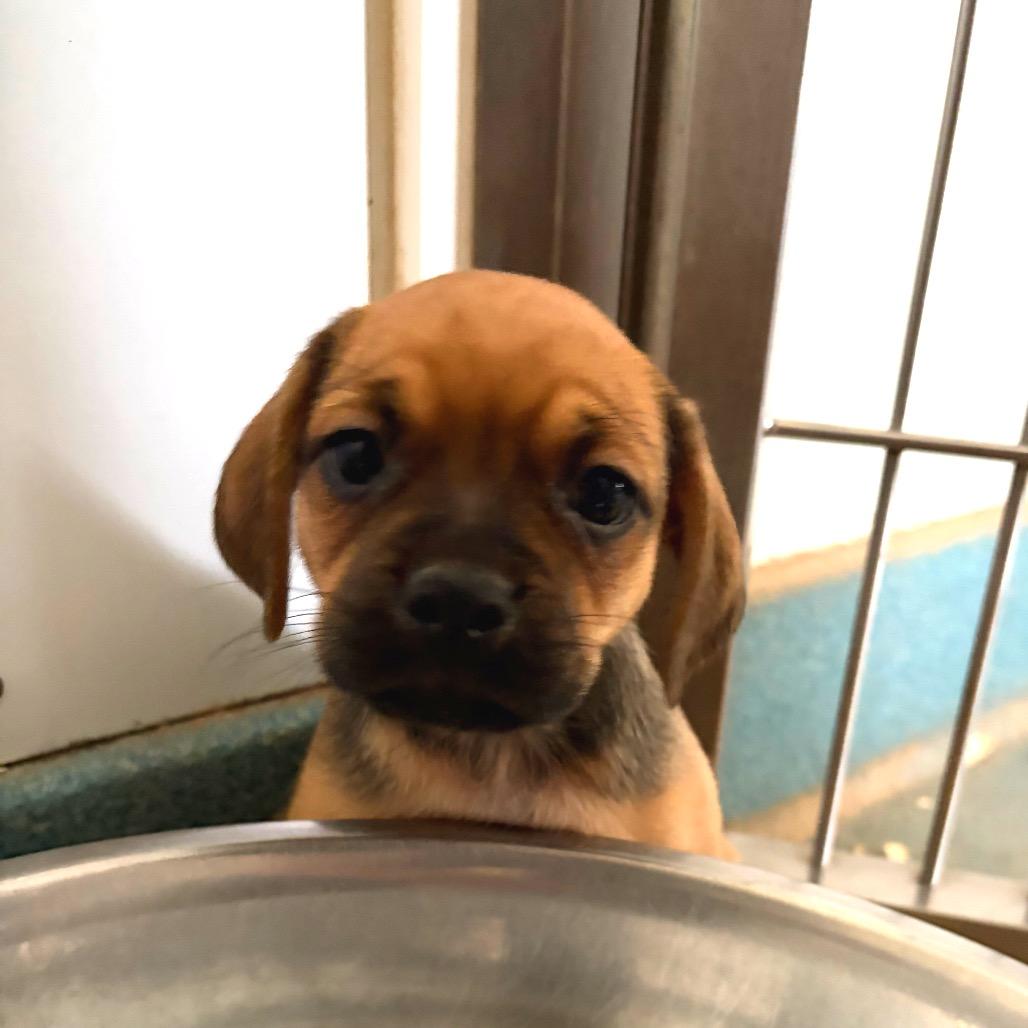 Enlarge Pug mix puppies, a Adoptable mixed breed in Danbury, CT image 3/6