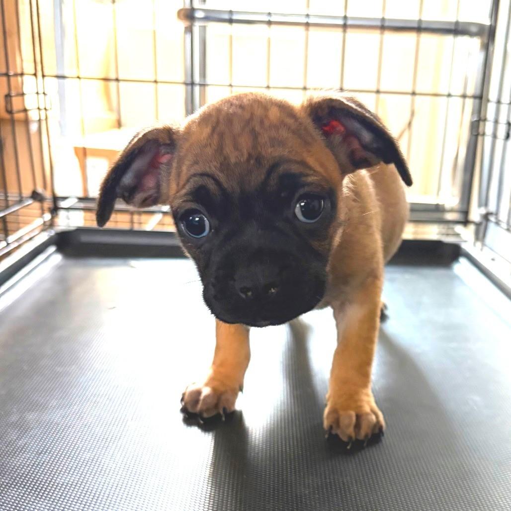 Enlarge Pug mix puppies, a Adoptable mixed breed in Danbury, CT image 2/6