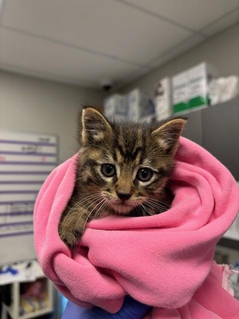 Enlarge STINKY - ADOPTION PENDING, a Adoptable Domestic Short Hair in Ontario, CA image 1/1