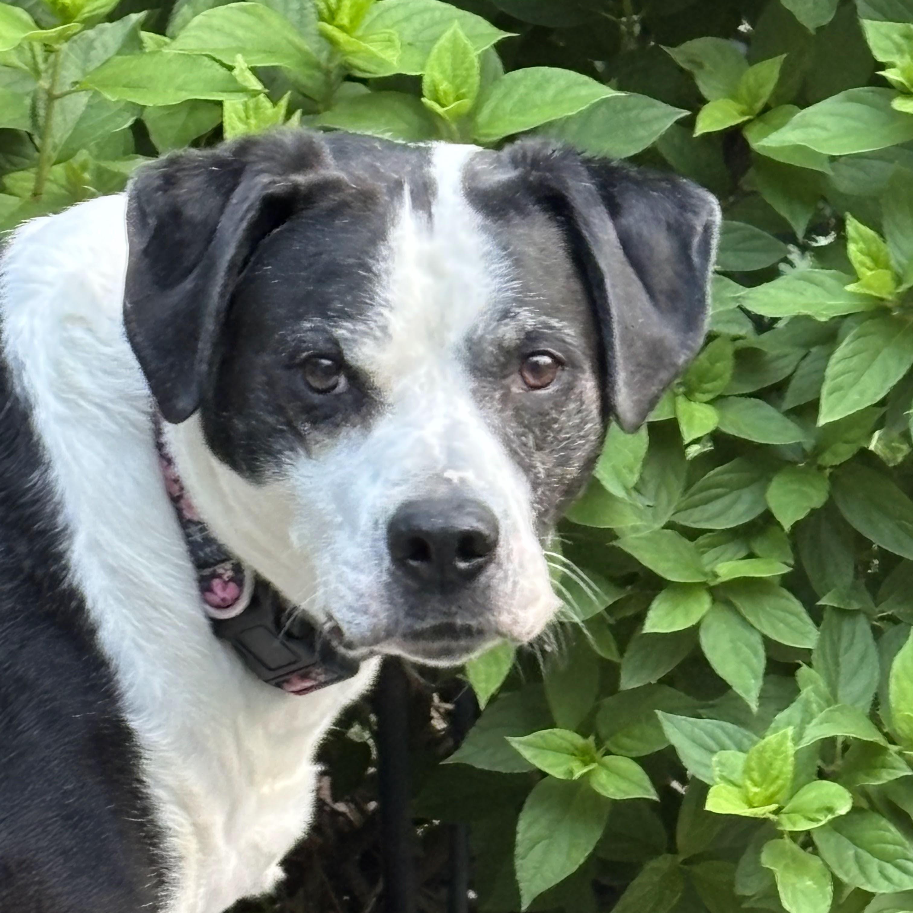 Humphrey, a ADOPTABLE mixed breed in West Milford, NJ image 6/6