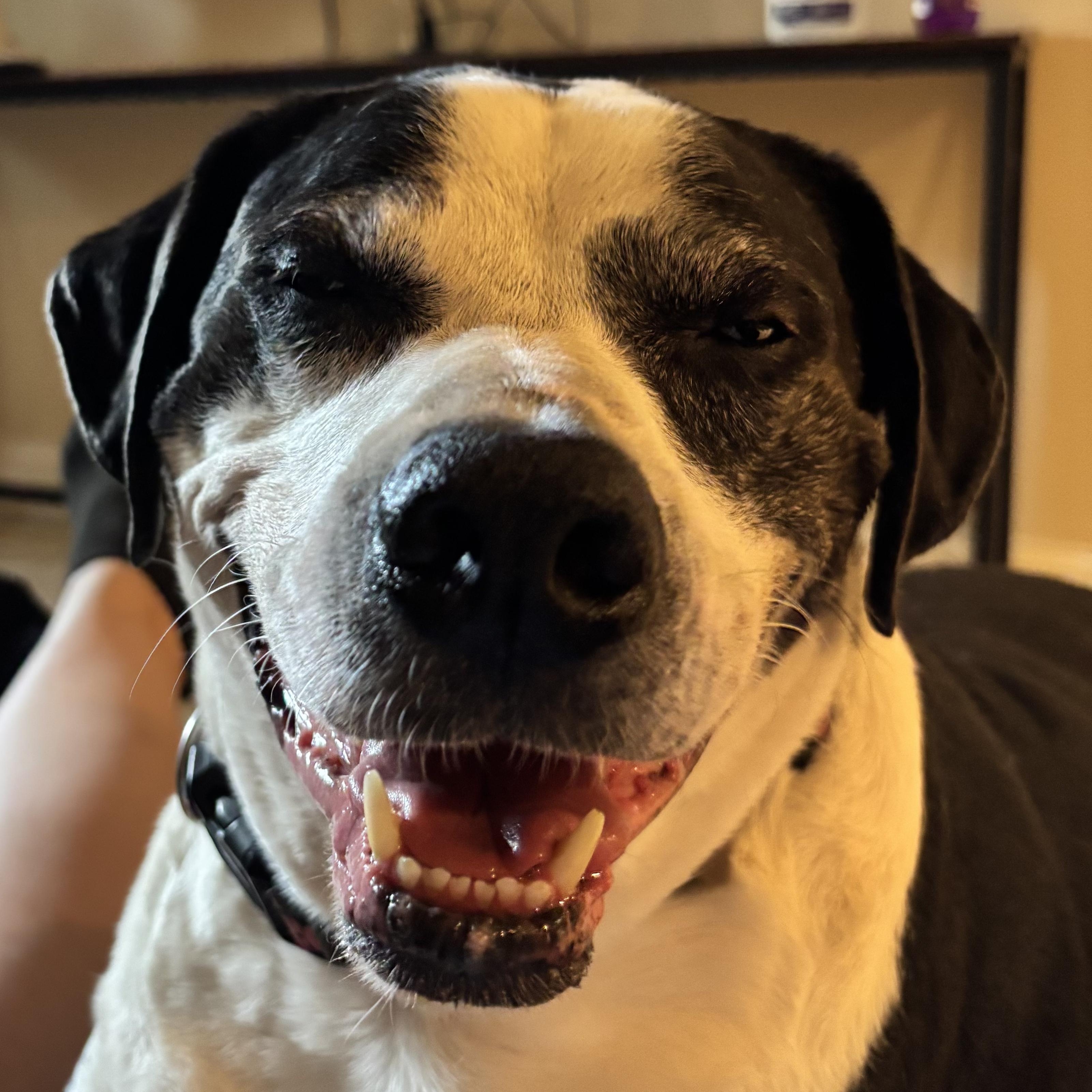 Enlarge Humphrey, a ADOPTABLE mixed breed in West Milford, NJ image 6/6
