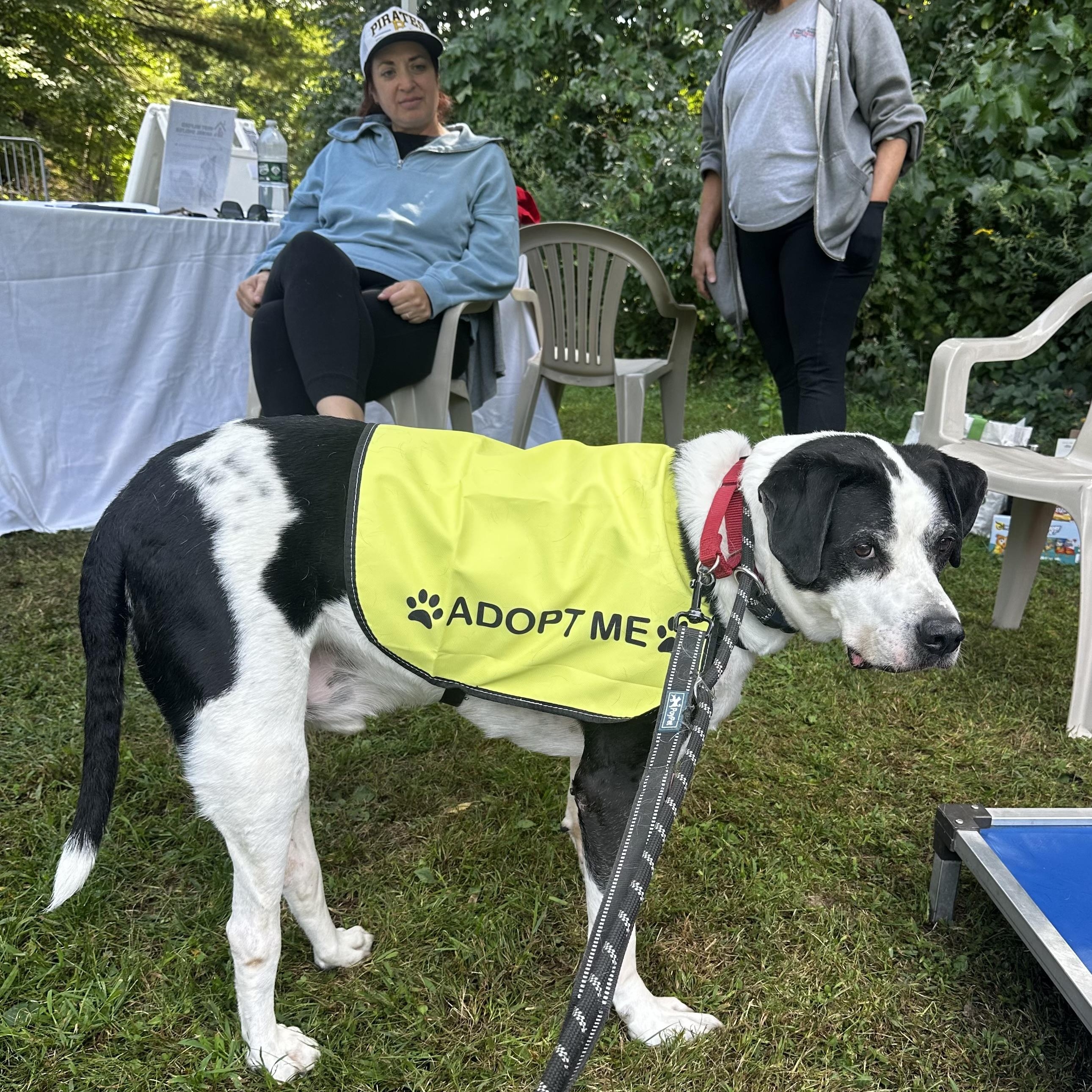 Enlarge Humphrey, a Adoptable mixed breed in West Milford, NJ image 5/6