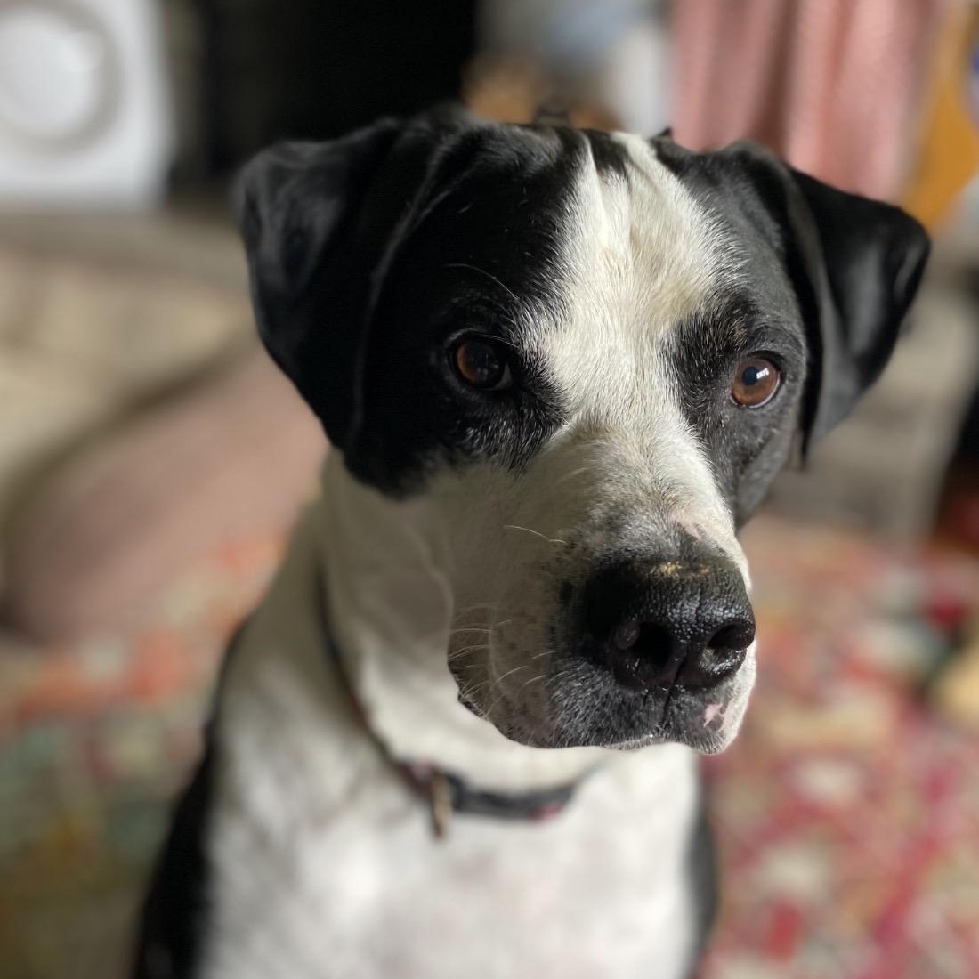 Humphrey, a ADOPTABLE mixed breed in West Milford, NJ image 6/6