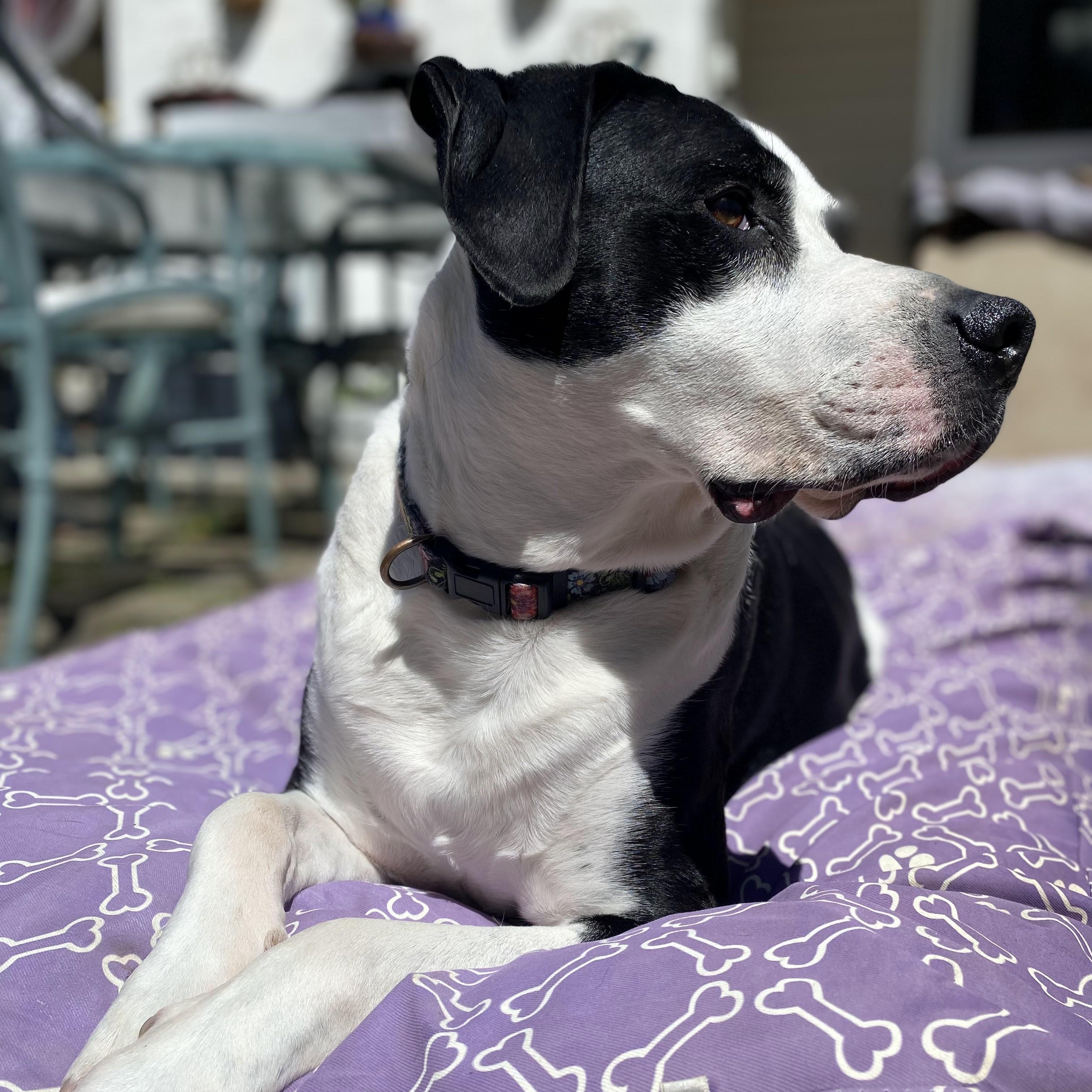 Humphrey, ADOPTABLE, Adult Male Boxer & Border Collie.