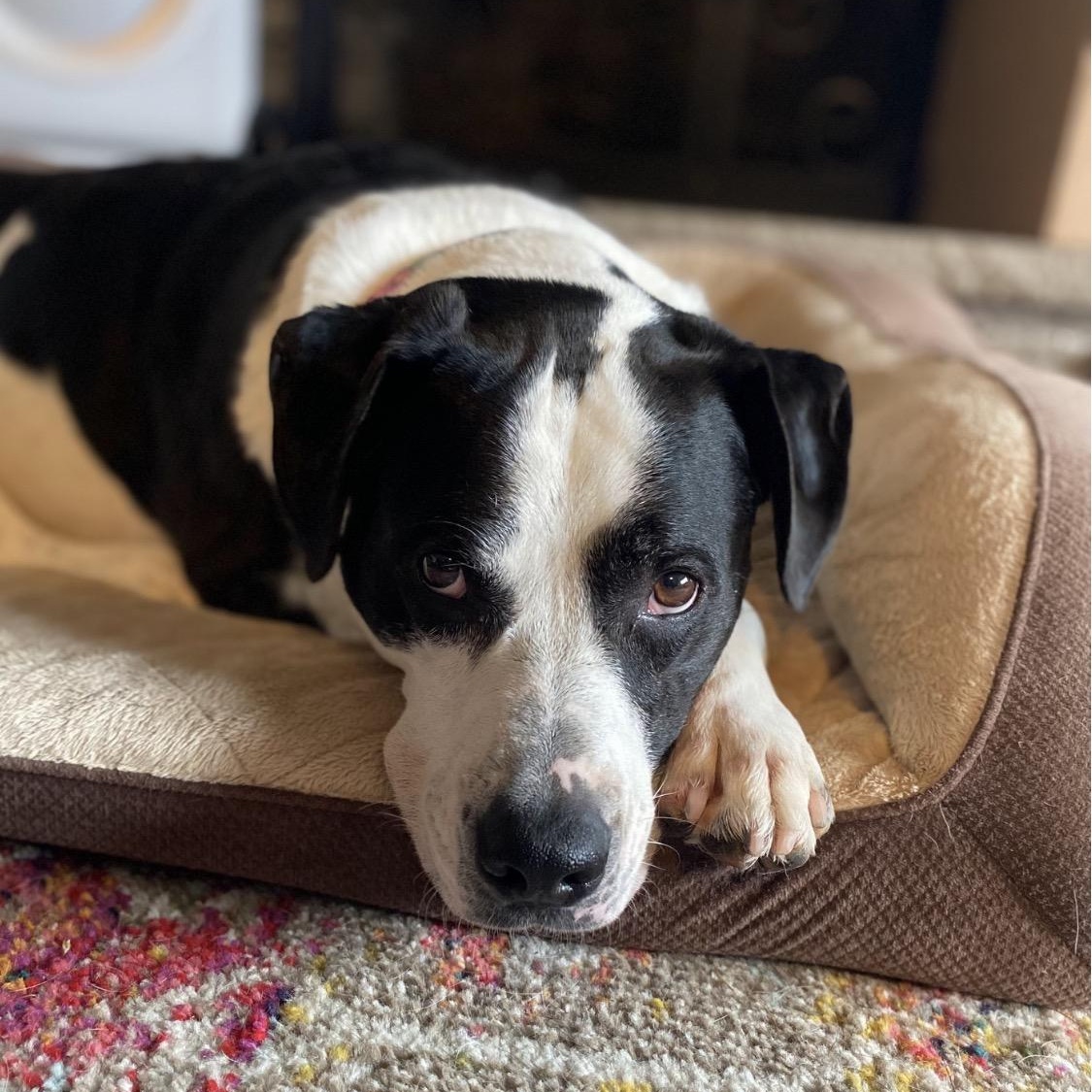 Humphrey, a ADOPTABLE mixed breed in West Milford, NJ image 2/6