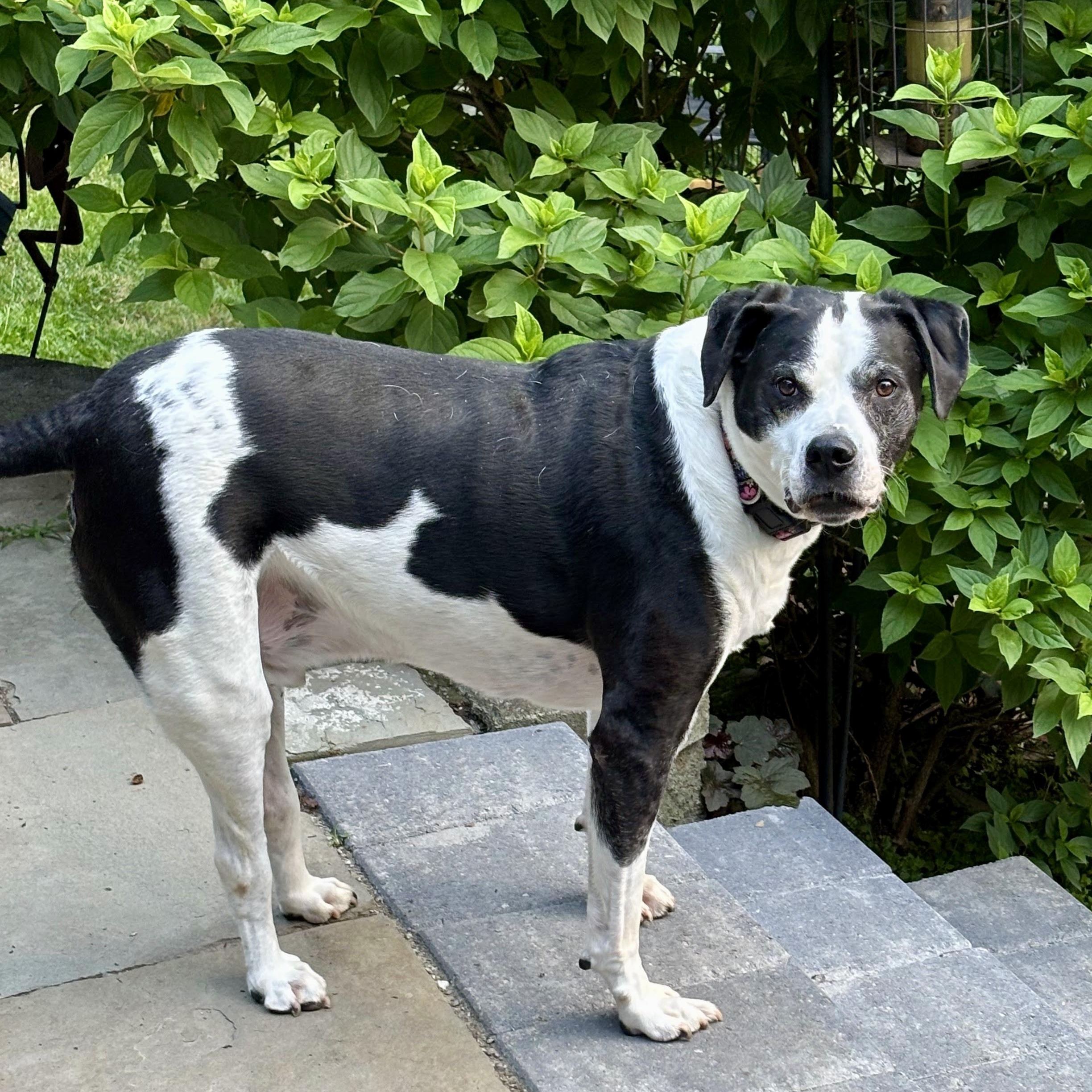 Humphrey, a ADOPTABLE mixed breed in West Milford, NJ image 4/6