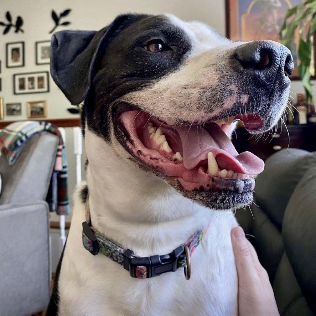 Humphrey, a ADOPTABLE mixed breed in West Milford, NJ image 5/6