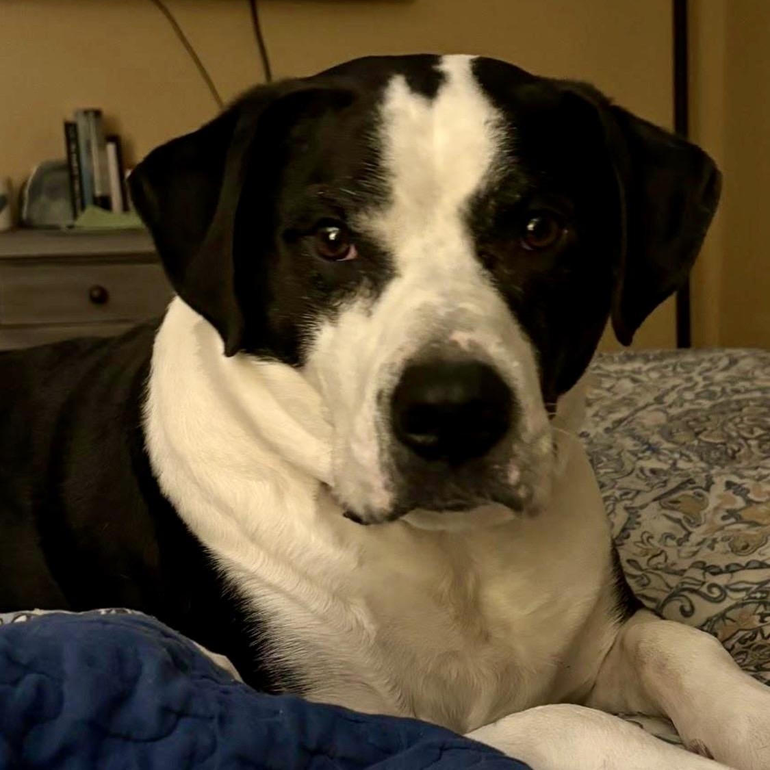 Humphrey, a ADOPTABLE mixed breed in West Milford, NJ image 3/6