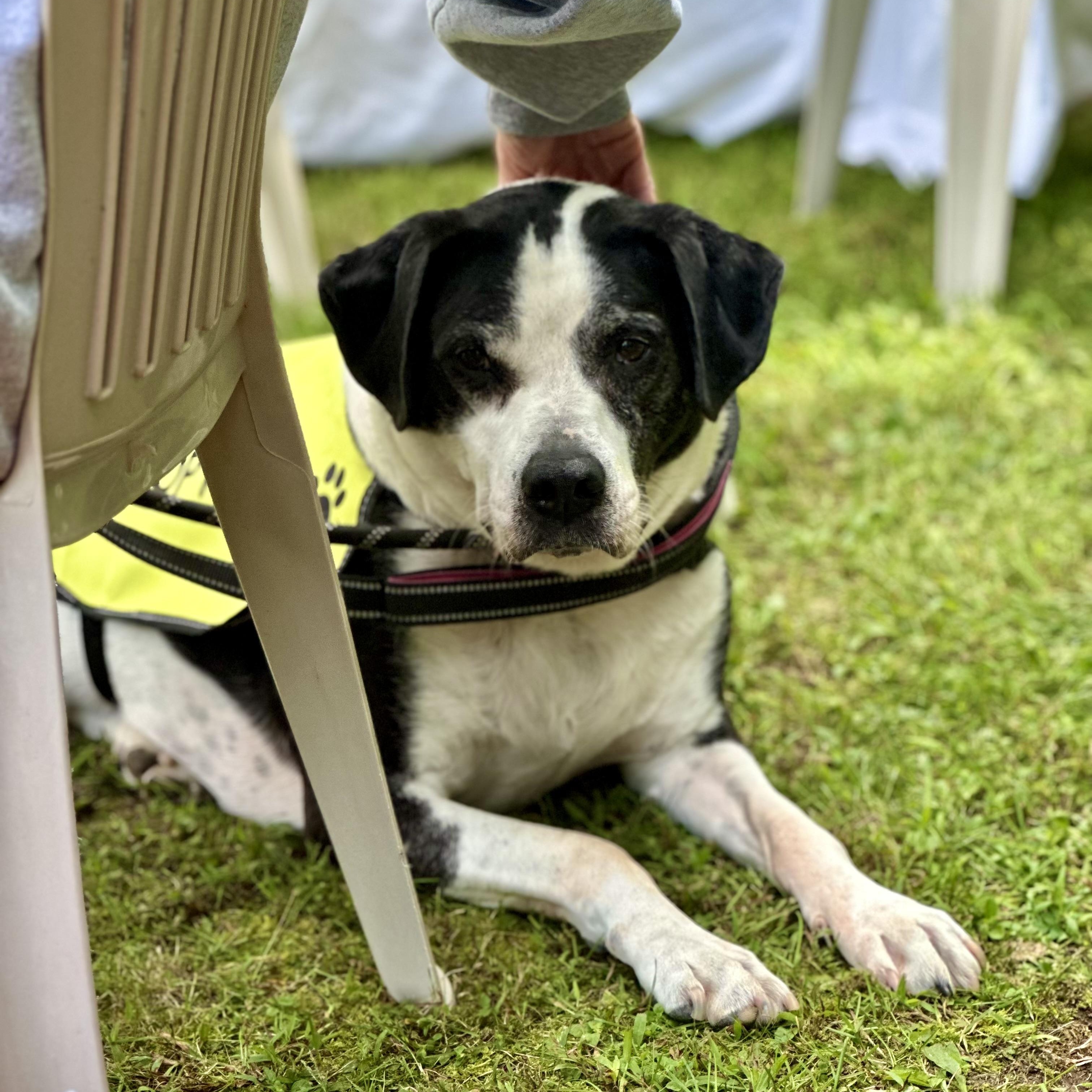 Enlarge Humphrey, a Adoptable mixed breed in West Milford, NJ image 6/6